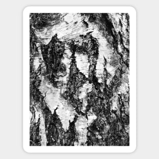 Birch Sticker